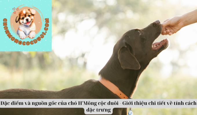 Đặc điểm và nguồn gốc của chó H'Mông cộc đuôi - Giới thiệu chi tiết về tính cách đặc trưng