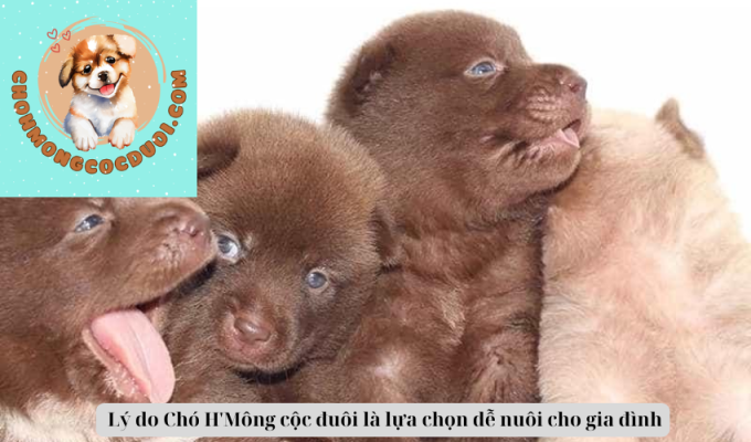  Lý do Chó H'Mông cộc đuôi là lựa chọn dễ nuôi cho gia đình