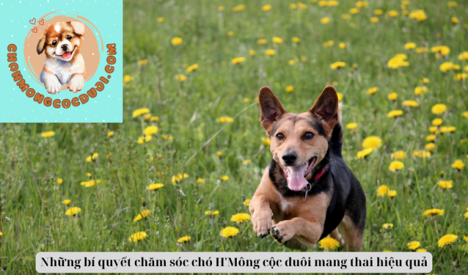 Những bí quyết chăm sóc chó H'Mông cộc đuôi mang thai hiệu quả