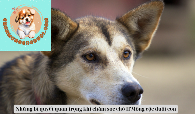 Những bí quyết quan trọng khi chăm sóc chó H'Mông cộc đuôi con