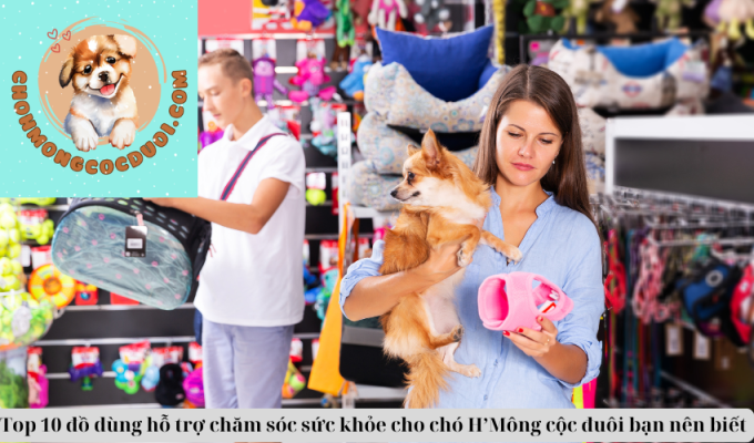 Top 10 đồ dùng hỗ trợ chăm sóc sức khỏe cho chó H’Mông cộc đuôi bạn nên biết